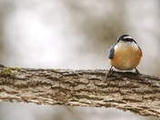 Red breasted Nuthatch