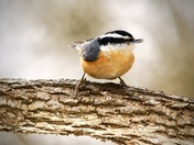 Red Breasted Nuthatch