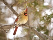 Northern Cardinal