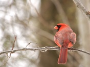 Cardinal