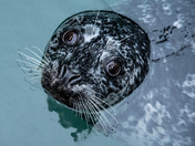 Spotted Seal