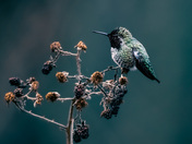 Anna Hummingbird