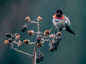 Anna Hummingbird