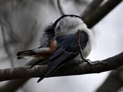 White-breasted Nuthatch