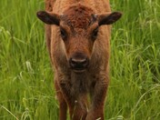 Baby Bison in Northern BC