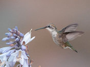 Ruby Throated Hummingbirds