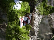 Unhappy tree from discrimination. 