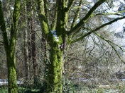 Unhappy tree from discrimination. 