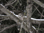 Barred Owl