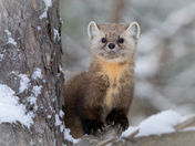 Algonquin Marten