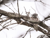 Northern Hawk Owl