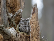 Eastern Screech Owl