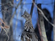 More backyard beauty.