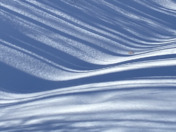 Tree shadows on snow