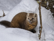 Pine Marten of Algonquin