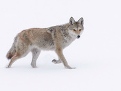 Coyote
