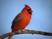 Mr. Cardinal