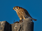 Kestrel was eating dinner