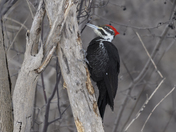 Pileated Woodpecker
