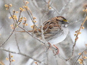 White Throated Sparrow
