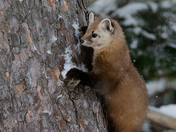 Pine Marten, Algonquin Park 