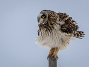 Short Eared Owl Fluffed