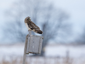 Short Eared Owl