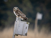 Short Eared Owl 