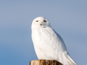 Snowy on a pole 