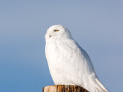 Snowy on a pole 