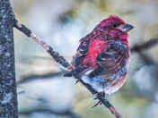 Purple Finch