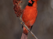 A colourful Cardinal