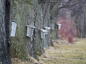 Collecting Maple Syrup traditionally