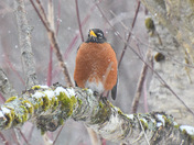Robin in flurries.