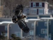 Bald Eagles