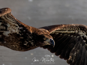 Bald Eagles