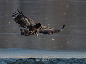 Bald Eagles