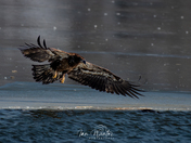 Bald Eagles