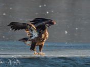 Bald Eagles