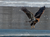 Bald Eagles