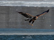 Bald Eagles