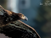 Bald Eagles