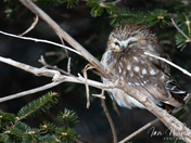 Northern Saw-whet Owl