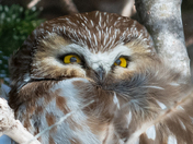 Northern Saw-whet Owl