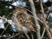 Northern Saw-whet Owl