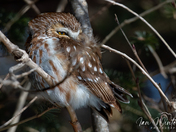 Northern Saw-whet Owl