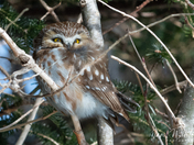 Northern Saw-whet Owl