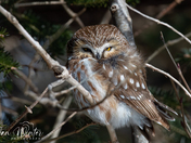 Northern Saw-whet Owl