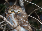 Northern Saw-whet Owl