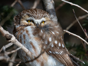 Northern Saw-whet Owl